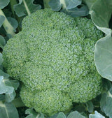 Broccoli Seedlings