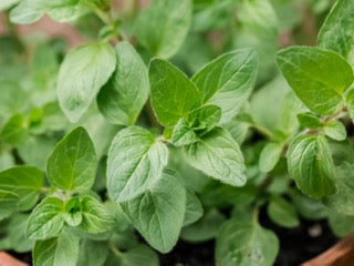 Oregano