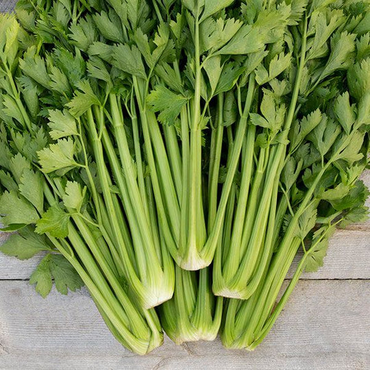 Celery