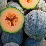 Melon Seedlings