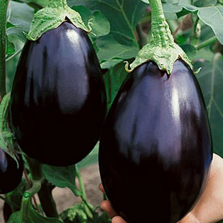 Eggplant Seedlings