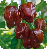 Hot Pepper Seedlings