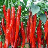 Hot Pepper Seedlings