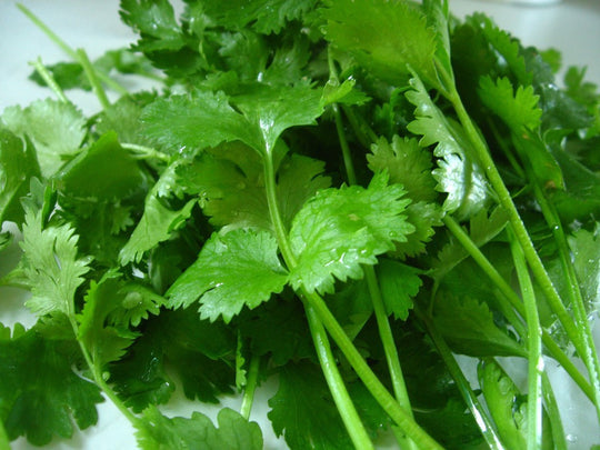 Cilantro / Coriander Seedlings