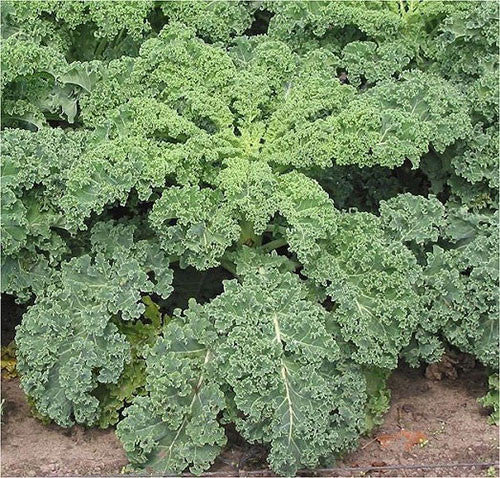 Kale Seedlings